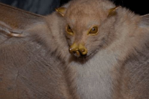 Filipino fruit bat Filipino fruit bat